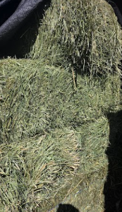 Small Bale Alfalfa Mix Grass
